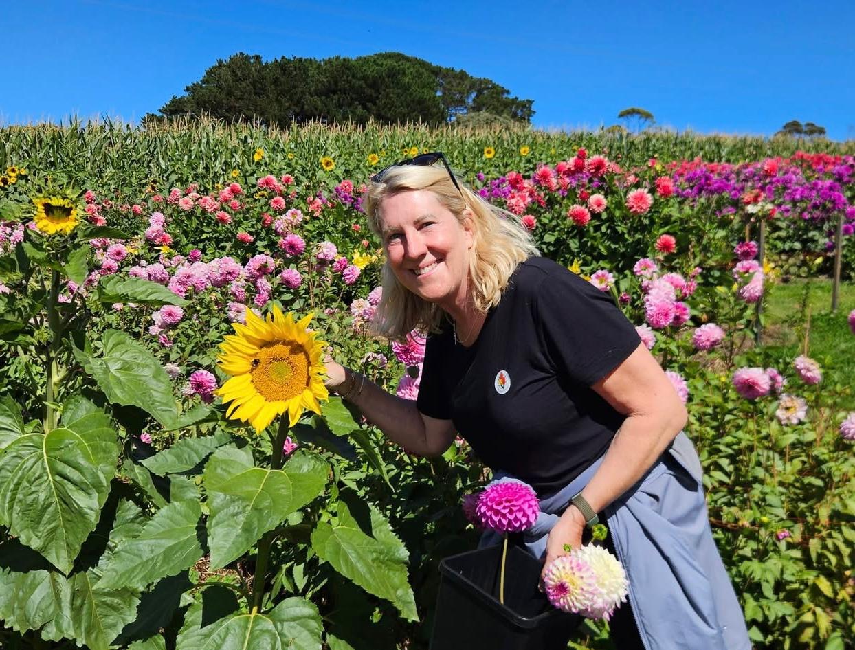 Picking dahlias